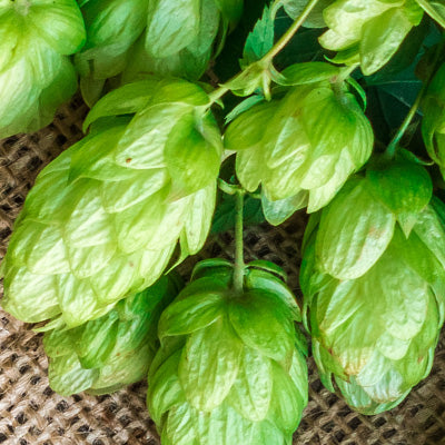 Hop Cone Extract