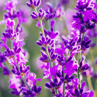 Lavender Extract