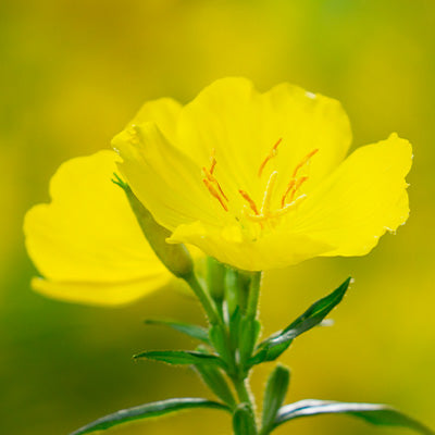 Primrose Oil
